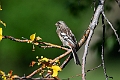 Long-tailed Rosefinch.202227jun_0938