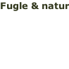 Fugle & natur April 2019 Læs mere >>