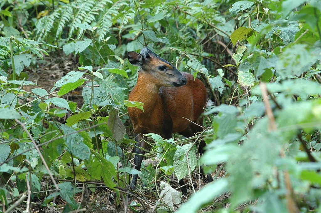 Dsc_0231.jpg - Black-fronted Duiker (Cephalophus nigrifrons), Buhoma Uganda March 2005