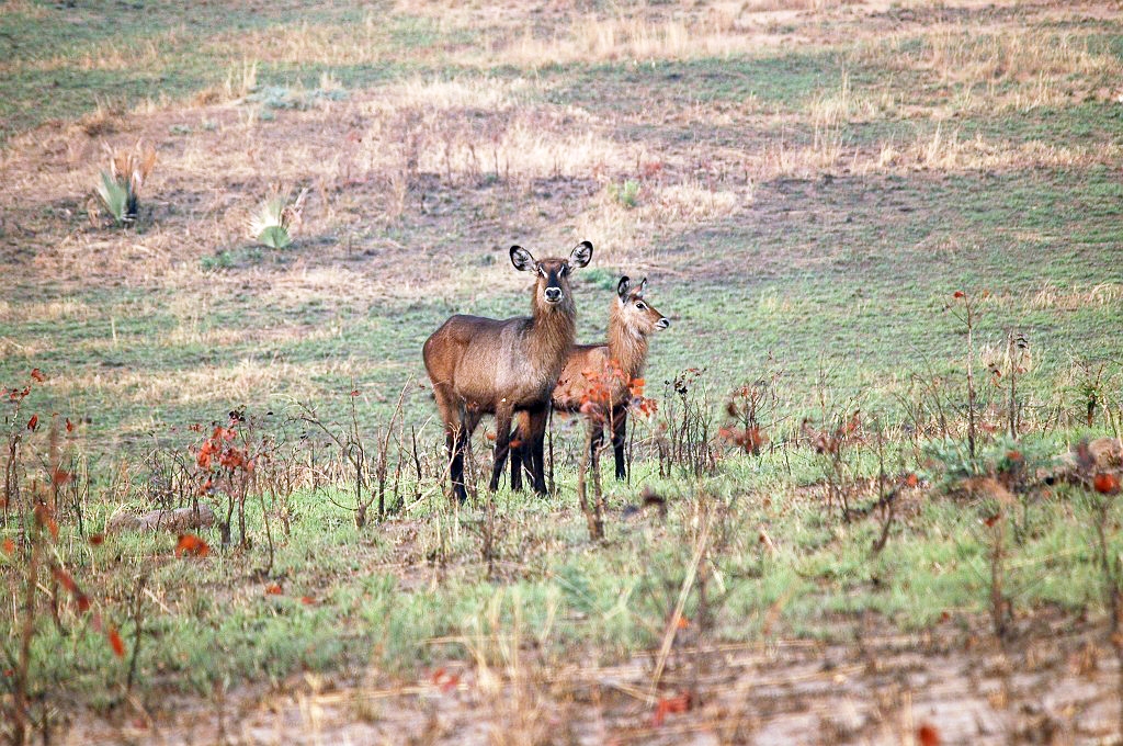 DSC_0009.JPG - Defassa Waterbuck (Kobus ellipsiprymnus defassa), Murchison Falls NP Uganda February 2005
