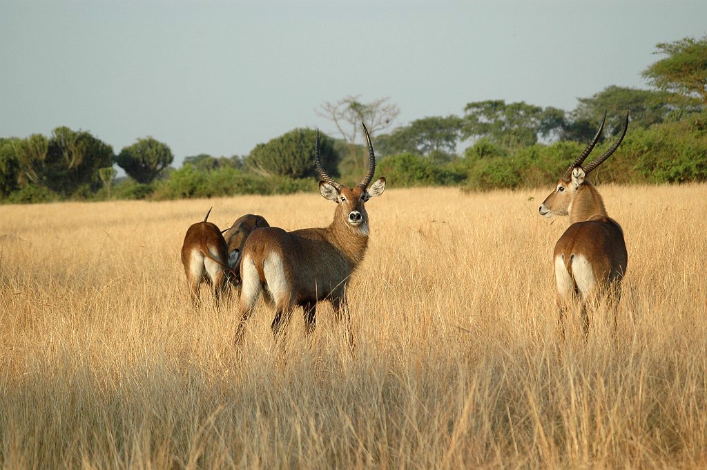 DSC_0023.JPG - Defassa Waterbuck (Kobus ellipsiprymnus defassa), Queen Elizabeth N.P. Uganda March 2005