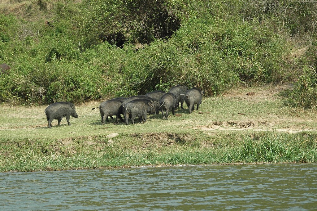 Dsc_0202.jpg - Giant Forest Hog (Hylochoerus meinertzhageni), Queen Elizabeth NP. Uganda March 2005