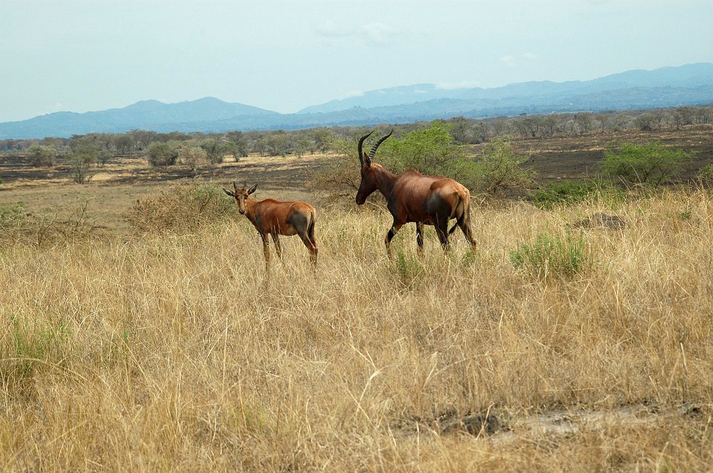 Dsc_403.jpg - Hartebeest (Alcelaphus buselaphus lelwel), Murchison Falls N.P., Uganda February 2005