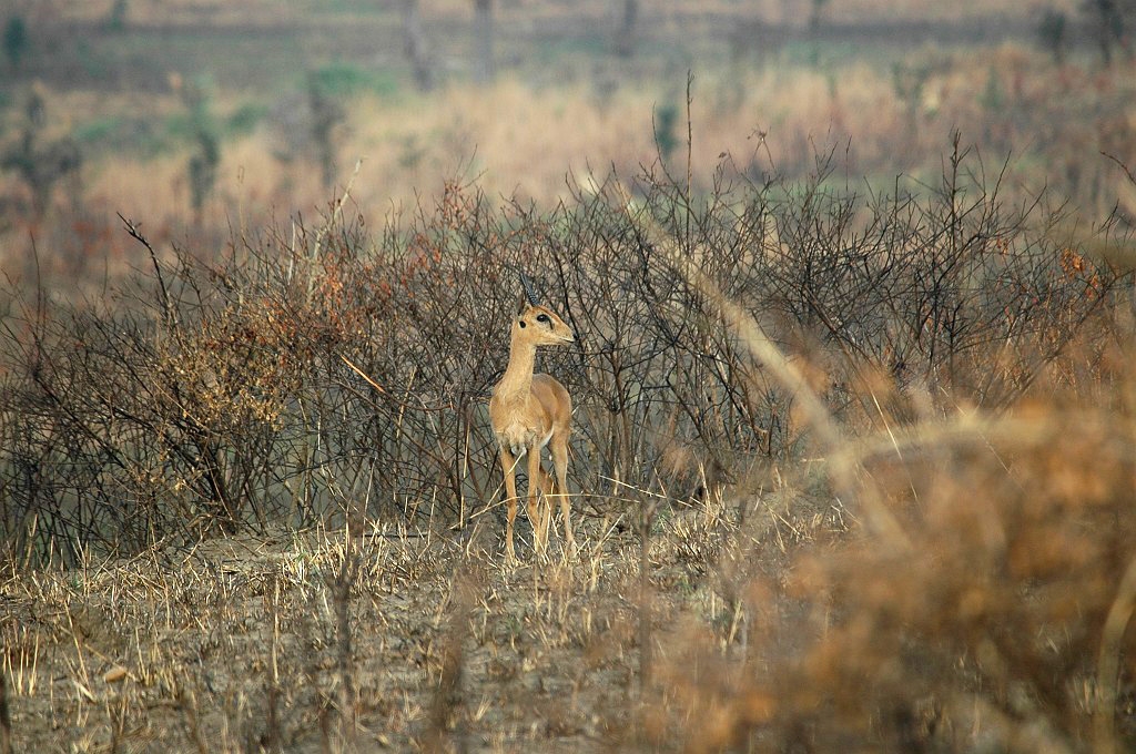 DSC_0010.JPG - Oribi (Ourebia ourebi), Murchison Falls N.P. Uganda February 2005