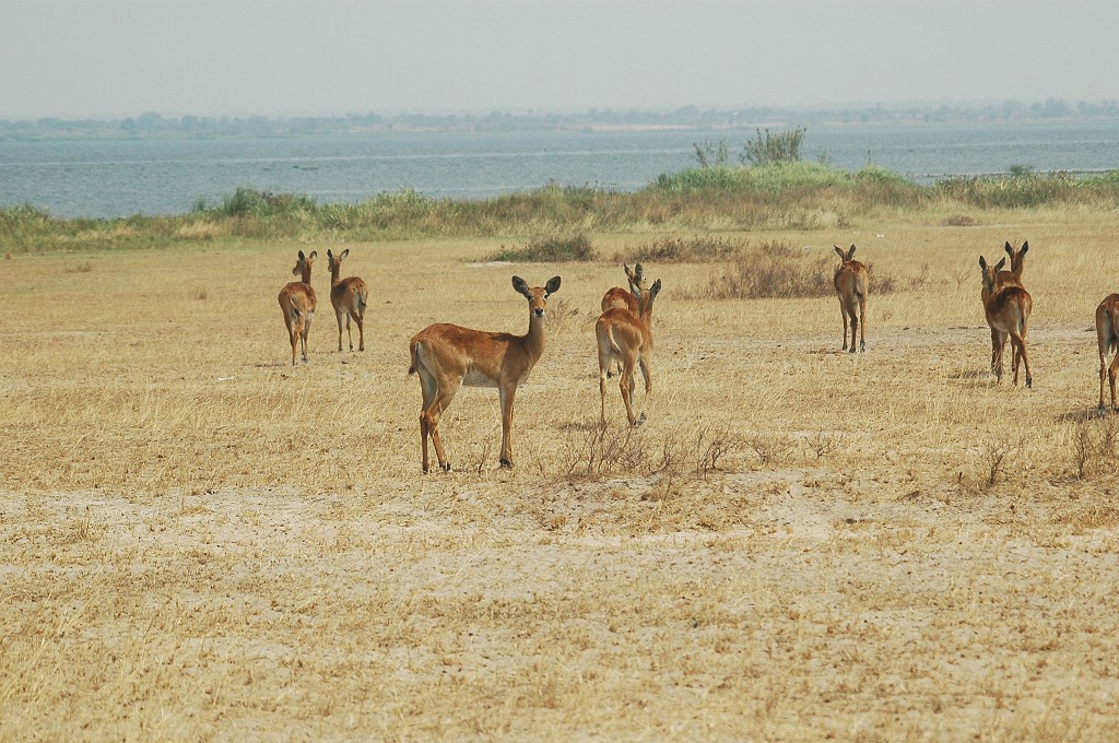 DSC_0061.JPG - Uganda Kob (Kobus kob thomasi), Uganda 2005