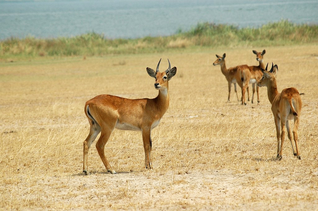 DSC_0065.JPG - Uganda Kob (Kobus kob thomasi), Uganda 2005