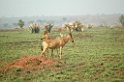 Hartebeest