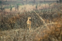 Oribi