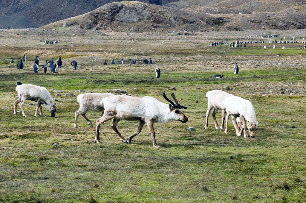 Rensdyr.20081112_3668a.jpg - Reindeer (Rangifer tarandus), South Georgia Novenber 2008