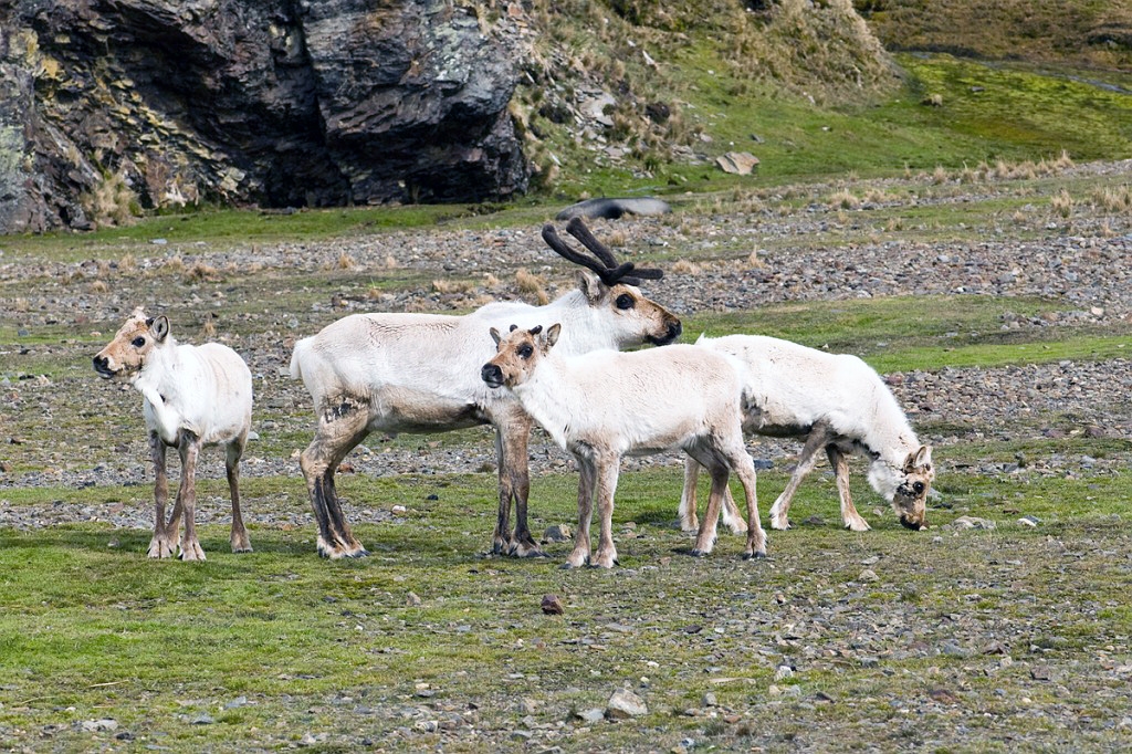 Rensdyr.20081112_3671a.jpg - Reindeer (Rangifer tarandus), South Georgia Novenber 2008