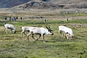 Reindeer