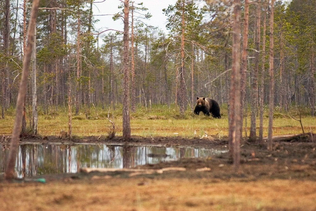 Bjorn_FIN0017.jpg - Brown Bear (Ursus arctos) Brun Bjørn, Easten Suomi June 2008
