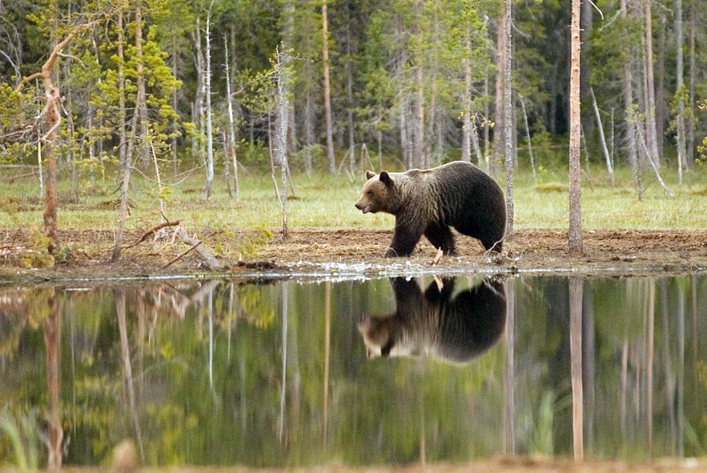 Bjorn_FIN0041.jpg - Brown Bear (Ursus arctos) Brun Bjørn, Easten Suomi June 2008
