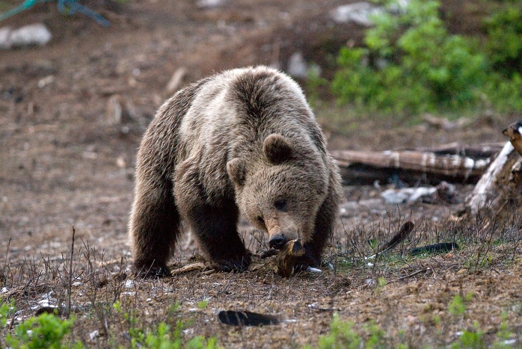Bjorn_FIN5729.jpg - Brown Bear (Ursus arctos) Brun Bjørn, Easten Suomi June 2008