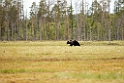 Bjorn_FIN0008