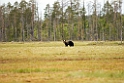 Bjorn_FIN0010