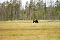 Bjorn_FIN0011