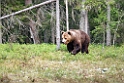 Bjorn_FIN5498