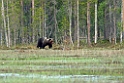 Bjorn_FIN5604a