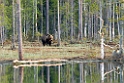 Bjørn_SWE5427