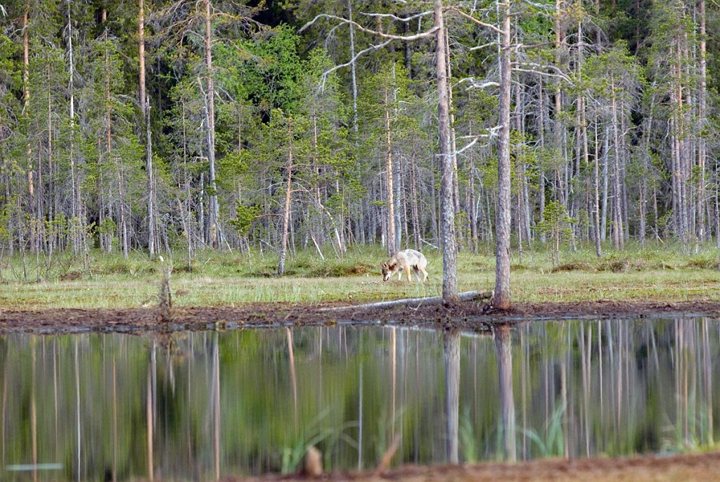 Ulv_FIN5629.jpg - Grey Wolf (Canis lupus) Ulv, Eastern Suomi June 2008