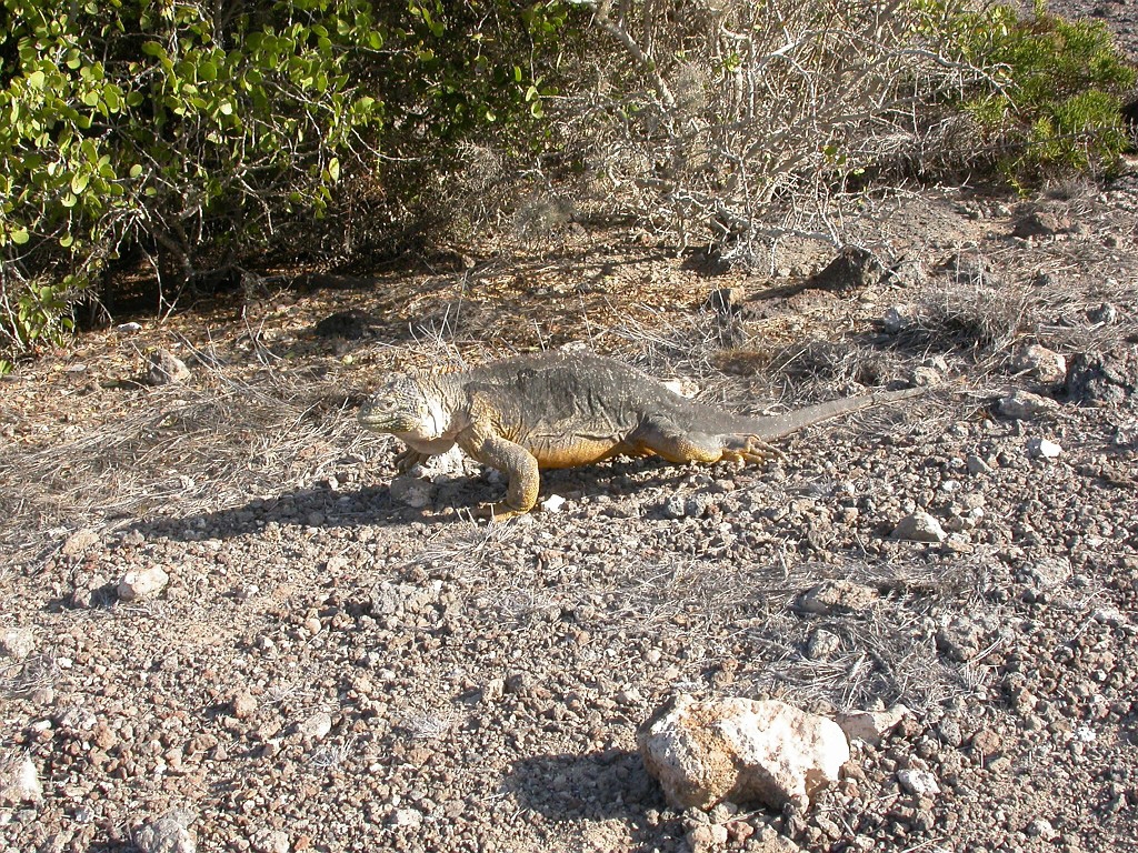 DSCN2360.JPG - Galapagos Land Iguana (Conolophus subcristatus), Galapagos Islands 2003
