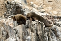 Sealion_PER2872