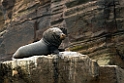Sealion_PER3397