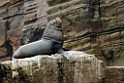 Sealion_PER3400