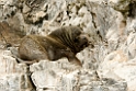 Sealion_PER3422