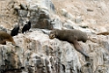 sealion_PER2875