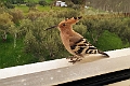 Hærfugl.20220502_070454