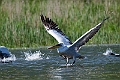 Krøltoppet Pelikan.202207maj_0121