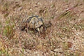 Landskildpadde.20220501_121256