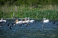Pelikaner.202207maj_0095