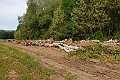 Spætte skoven.20220506_092416