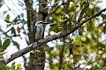 Beach Kingfisher.202309okt_0549