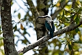 Beach Kingfisher.202309okt_0571