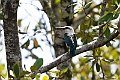 Beach Kingfisher.202309okt_0576