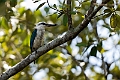 Beach Kingfisher.202309okt_0630