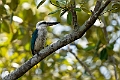 Beach Kingfisher.202309okt_0642