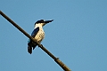 Black-and-White Kingfisher.202309okt_0847