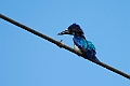 Black-and-White Kingfisher.202309okt_0859