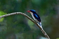 Common Paradis-Kingfisher.202309okt_0443