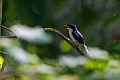 Common Paradis-Kingfisher.202309okt_0483