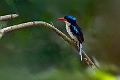 Common Paradise-Kingfisher.202309okt_0428