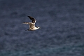 Great Crested tern.20231018-_DSC4078