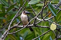 Great-billed Kingfisher.20230930-_DSC1791