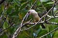 Great-billed Kingfisher.20230930-_DSC1796