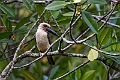 Great-billed Kingfisher.20230930-_DSC1838